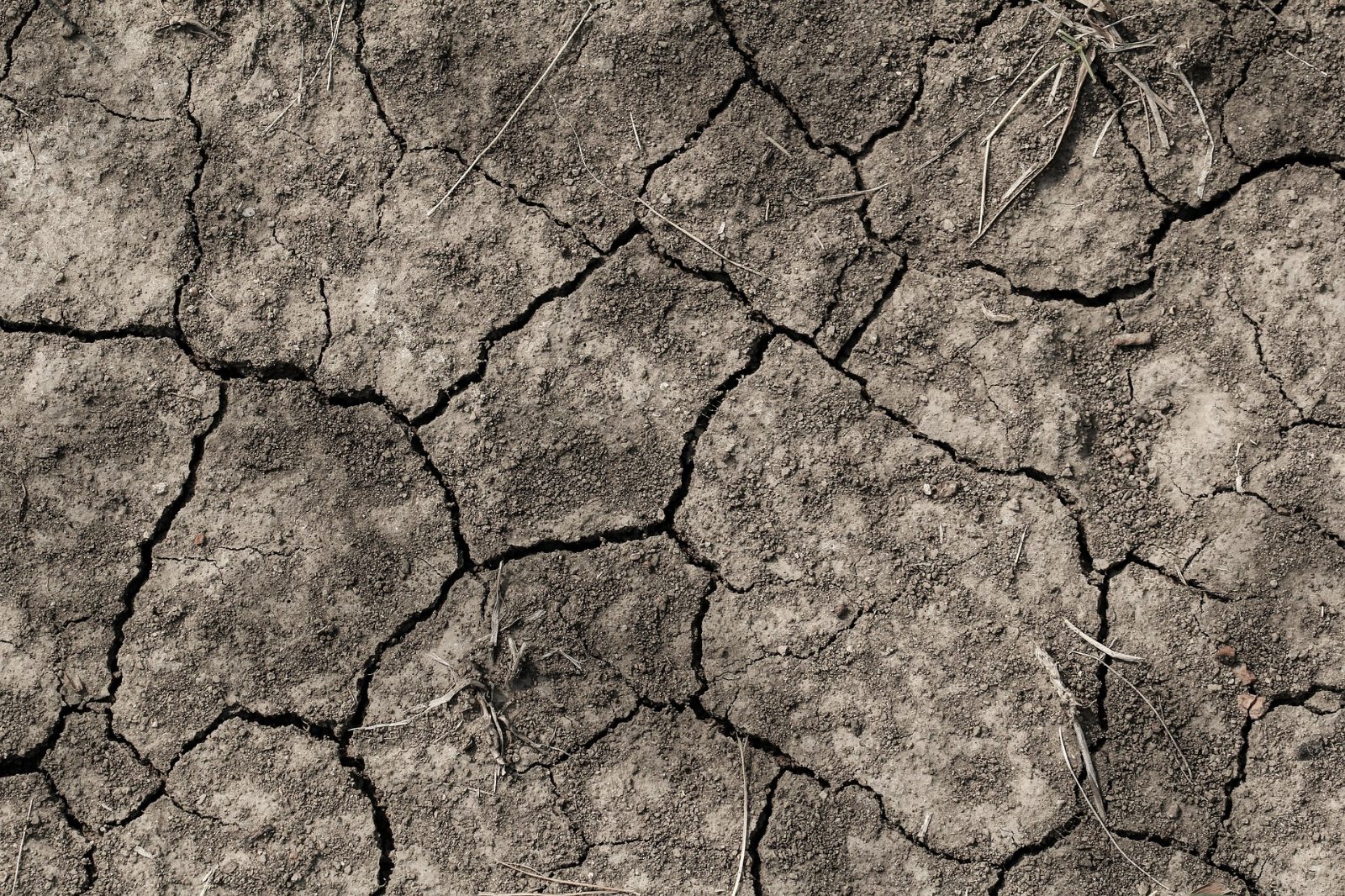 Été 2025 : un tournant climatique qui accélère la quête d’habitats résilients